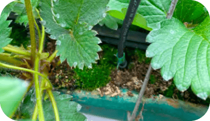 イチゴのプランター栽培・地植え栽培の様子