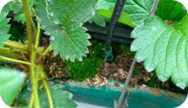 イチゴのプランター栽培・地植え栽培の様子